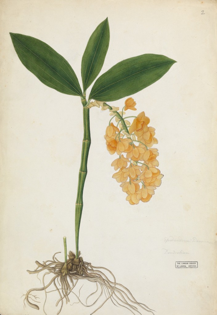 Dendrobium densiflorum small
